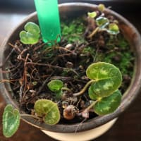 鉢植えのシクラメン、今年も新しい葉が出始めました。