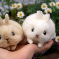 羊毛で作る☆ふわふわ赤ちゃんうさぎ　in栄　のご案内