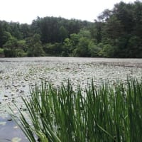蛇の池のスイレン