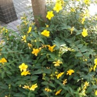 昨日映画を見に行った通りに咲く花々