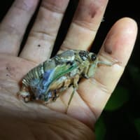 大ぶりの雨が降った。翌日は晴れでそしてまたその翌日はカタブイだったりした。そんな夜、濡れた土の上にセミの抜け殻、そして蟻が絡みついた羽化したばかりのクマゼミ～！