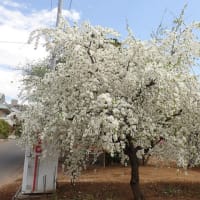 アーモンドの樹って桜そっくり