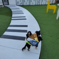 クリスマス2019❗れもん🐶えいと🐶