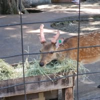 ご近所カピバラさん