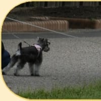  於大公園 ： ハンゲショウ・・・雨が上がり、公園職員は草刈りや花壇の手入れをしていました。