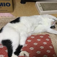 今日の気分はたぶん最低なんだろうな。