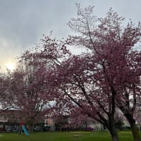 午後で逆光になってるけど公園の桜