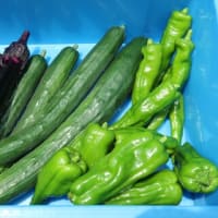 夏野菜豊作
