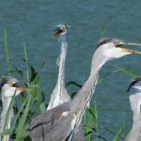 アオサギ幼鳥　給餌を待つ