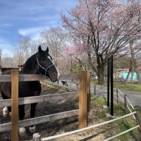 おびひろ動物園　マツと桜