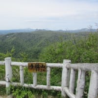 手稲山にシラネアオイ見に行きました。