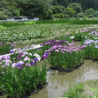 掛川市・加茂花菖蒲園