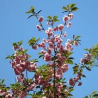目には青葉＋花々。