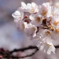 いまが盛りの鵜飼桜