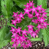朝ウォーキングの風景。令和7年6月21日。プランターの花。