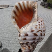 6月中にFB及びX（Twitter）で発進いた法螺貝をまとめてブログアップ致します。