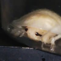 白デュビア
