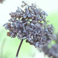 冬の紫陽花　の巻