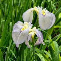 「雨晴海岸♡男岩」からの花しょうぶ