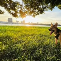 ちくわ　岸先生の保護犬