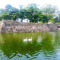 松本城とナツカシ２羽の白鳥さん
