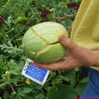 ＜我が家の菜園520＞　スイカに烏除け網