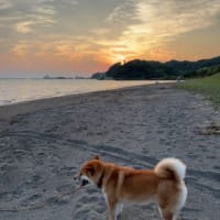 気持ちいい？砂に顔を突っ込む柴犬ひのき