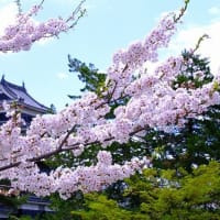 国宝松本城と桜（4/22 e）