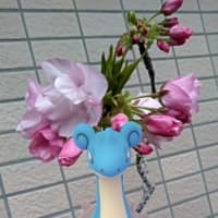 🌹ベランダでガーデニング🌺