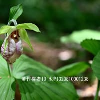 牡丹