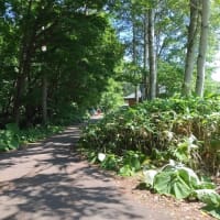 中華楼と野幌森林公園と