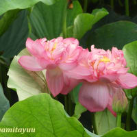 「鵠沼はす池公園」の「ハス」が蓮華座の如き花姿を披露中！！