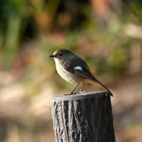 06/25探鳥記録写真：２０２５年３月に出会った鳥たち①