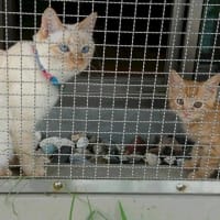 塾猫ミヤコ，5歳となりました