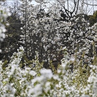 2024.04.07（日）昨日、しだれ桜を見てきました。