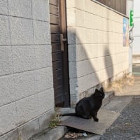 やるなら今でしよ