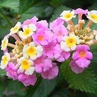 季節の花「七変化 （しちへんげ）ランタナ」