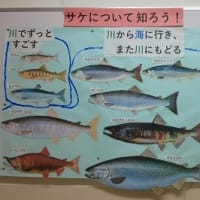 しむ２にサケが来たよ！
