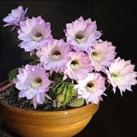 可愛い花　～その3～