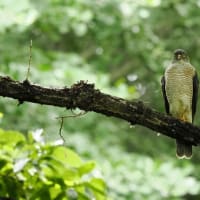 6月後半の鳥【追加】-20250701