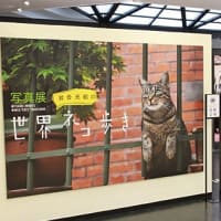 世界ネコ歩き写真展