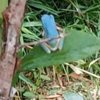 幸運の水色カエル