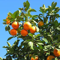 バレンシアのオレンジ