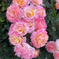 薔薇の季節