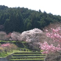 宇陀の又兵衛桜