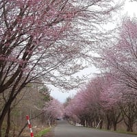 岩木山麓のさくら並木