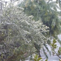 びっくり大雪でした。