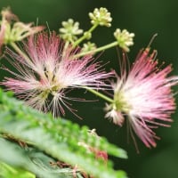 合歓の木の花