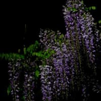 緑夜　　は　　夏の季語　かな？