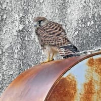 チョウゲンボウ幼鳥